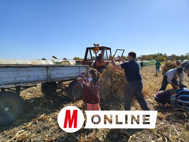 A kukoricaszedésből és -felpakolásból a legkisebbek is kivették részüket