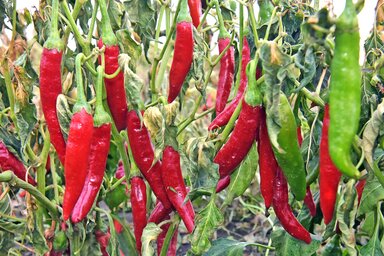 Gergely Árpád felvétele