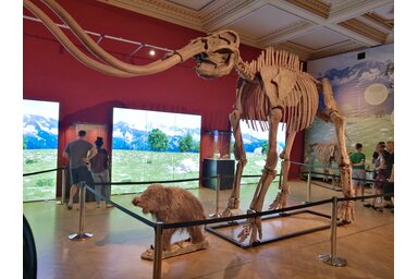 A gyapjas mamut csontváza – egy letűnt kor tanúja, amely közel enged a több tízezer évvel ezelőtti világ titkaihoz  / Fotó: Csík Mónika