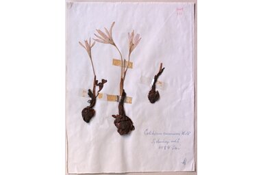 Szabadkai Városi Múzeum/Kolovics Szvetlana