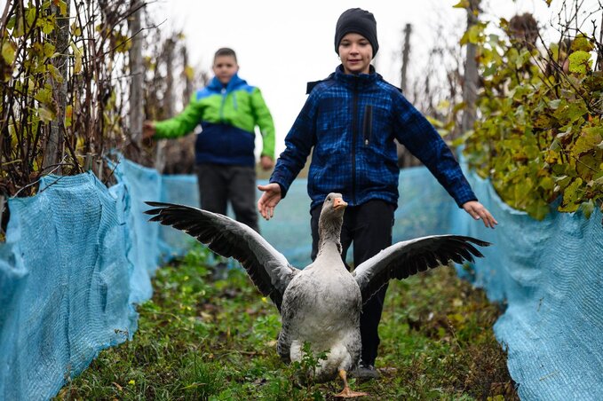 A gyermeki nevetés szárnyán – egy kisfiú szalad a ludak felé, és a Márton-napi hagyomány öröme újjáéled a reggeli fényben. (Fotó: MTI/Vasvári Tamás)