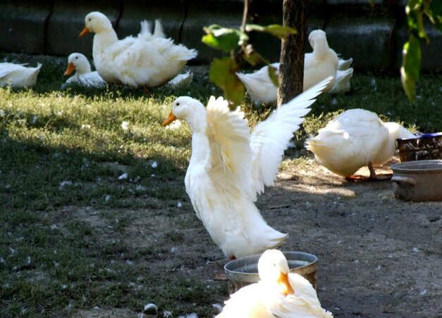 A libák nemcsak Márton legendáját őrzik, hanem egy letűnt világ ritmusát is, amikor az évzárás illata libasülttel és újborral telt meg. (Fotó: Dávid Csilla)