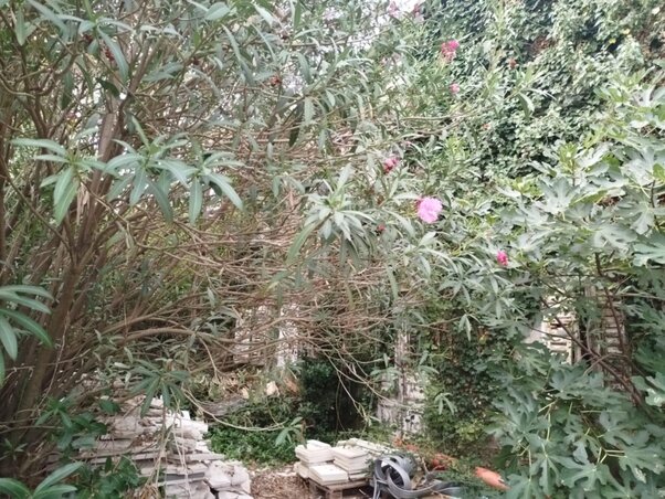 Az udvar a benőtt növényzet miatt eltűnt (Fotó: Nagykikinda önkormányzata)