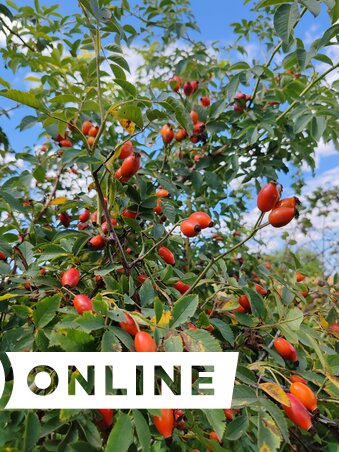 A csipkebogyóból kiváló lekvárt lehet főzni, de teának is kiváló