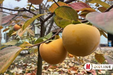 A datolyaszilvának egyelőre nincsenek kártevői. (Fotó: Tóth Péter)