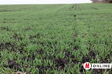 A csapadék elősegítette a kalászosok fejlődését (Fotó: Tóth Péter felvétele)