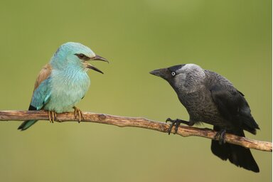 Jelenleg körülbelül 600 pár szalakóta van az országban / Fotó: Szekeres Levente