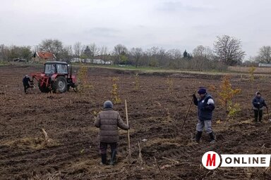 Néhány nap alatt 5700 facsemetét ültetnek el. (Vidács Hajnalka felvétele)