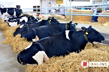 Dávid Csilla felvétele