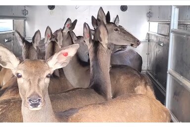 A gímszarvasszállítmány (Fotó: Vajdaság Erdői Közvállalat/Screenshoot)