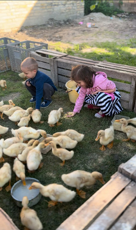 Kacsák, ha elégedetten kacsáznak…