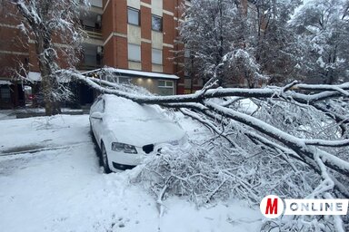 Nagy károkat okoztak a hó súlya alatt letört faágak (Fotó: Paraczky László felvétele)