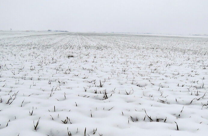 Jó állapotban vannak a kalászosok