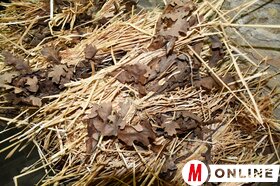 Badnjakégetés Szenttamáson, Turián és Nádalján