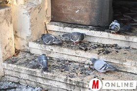 Mária Neve templom gyújtogatás