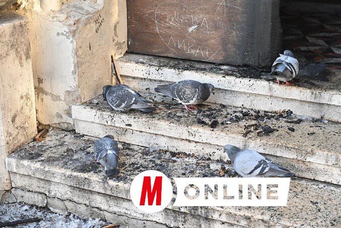 A helyszínen maradt nyomokból, egyebek között a szétszórt búzából arra következtethetünk, hogy gyújtogatás, szándékos bűncselekmény történt. A mintavételt követő nyomozás rámutat majd arra, hogy mit gyújtottak meg, és remélhetőleg arra
is, ki volt a gyújtogató (Fotó: Ótos András felvétele)