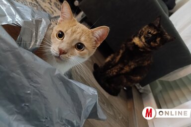 Odaszegődött hozzánk egy fekete-sárga foltos cica. Kimnek hívjuk. Nem az a Kim, hanem a másik – a köménymag, szerbül (Fotó: Kopasz Tamás felvétele)