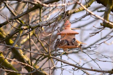 A madarak etetésére az olajos magvak a célszerűek / Fotó: Molnár Edvárd