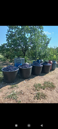 András a pálinka alapanyagának mintegy 80%-át vásárolja, az évek alatt összegyűjtött tapasztalat alapján már tudja, hogy melyik gyümölcsöt milyen területről, azaz milyen típusú földről, és melyik megbízható termelőtől szerzi be