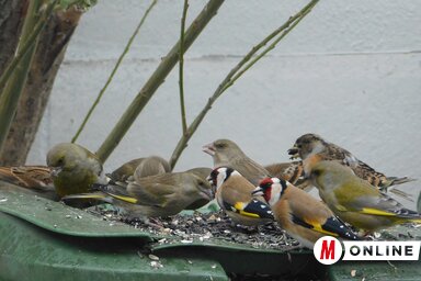 Egy újvidéki gazdaboltban ugrásszerűen megnőtt a kereslet a napraforgó iránt. Mindenki a madaraknak viszi (Fotó: Buzás Mihály felvétele)