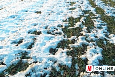 A hótakaró megvédi a fiatal növényt a kifagyástól (Fotó: Paraczky László)