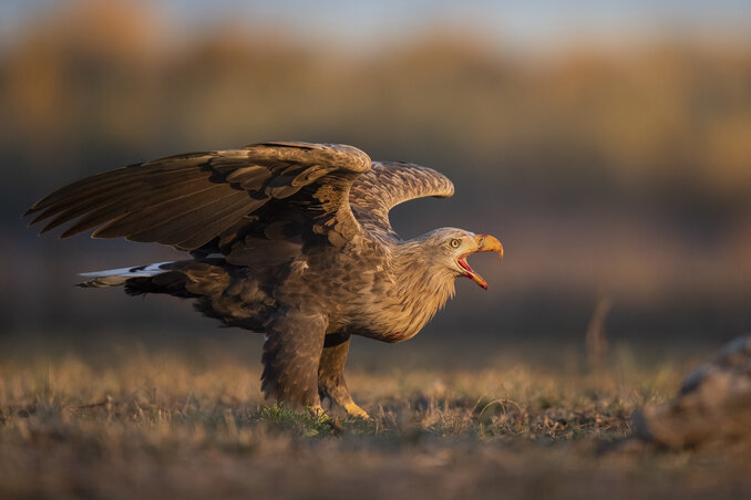 Az október végétől március végéig tartó etetés biztonságot nyújtó bázisként is működik