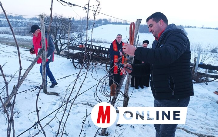 A gömböccel és kolbásszal díszített szőlősorról Fábrik Attila venyigéket metszett le, amelyek vízbe és a meleg szobába kerülve rügyeznek ki (Fotó: Kazinczy Paszterkó Diana felvétele)