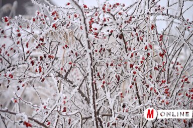 Molnár Edvárd felvétele