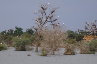 Facebook/Isi/Weißstorch Breisgau e.V.