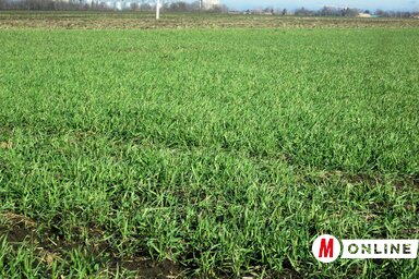 Sok szépen fejlett gabonatábla látható most (Fotó: Tóth Péter)