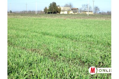 Szépen fejlődik az őszi búza (Fotó: Tóth Péter felvétele)