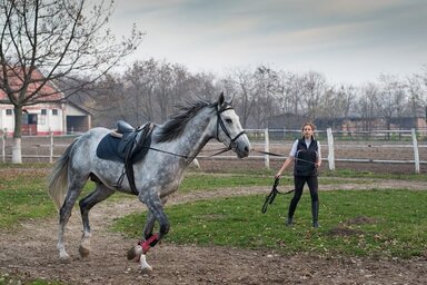 miznahhotels.com/ergela-zobnatica/