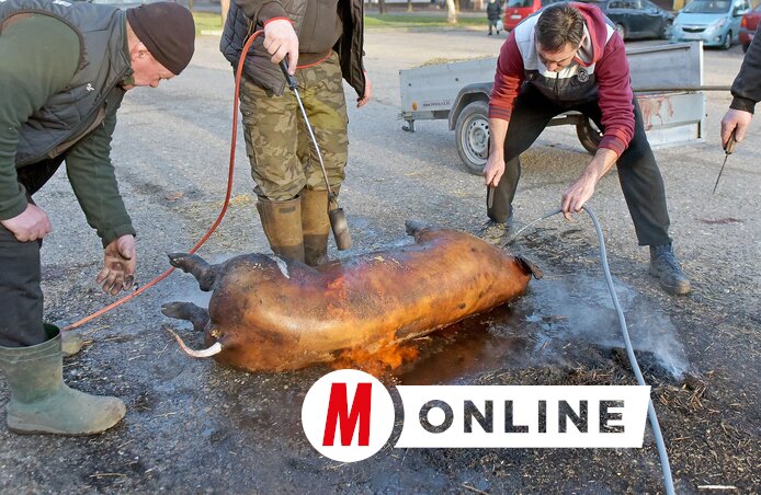 Horgos központjában zajlott a disznótor (Fotó: Gergely Árpád)