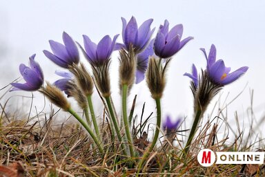 Gergely József felvétele