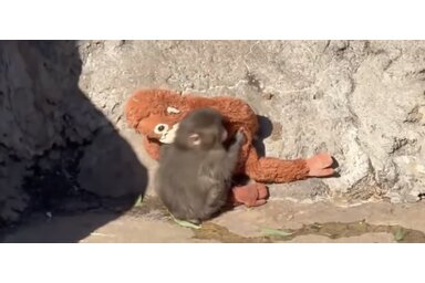 Képernyőkép/YouTube