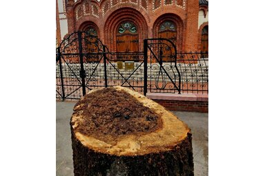 Gyivánovity Dániel hangsúlyozta, hogy a elkorhadt fák helyére újakat fognak ültetni (Fotó: Gyivánovity Dániel/Facebook)