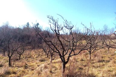 Megkezdődtek a kora tavaszi munkálatok a gyümölcsösökben (Fotó: Paraczky László)
