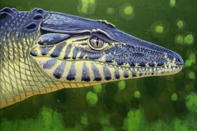 Az illusztrációt Zsoldos Márton készítette