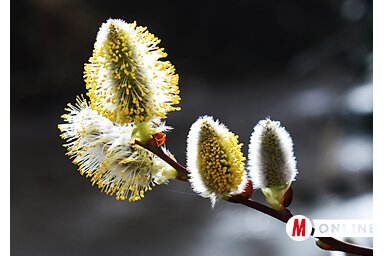 Dávid Csilla felvétele