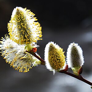 Dávid Csilla felvétele