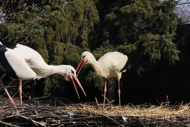 BirdMania – Madárpark és Természetvédelmi Mentőközpont