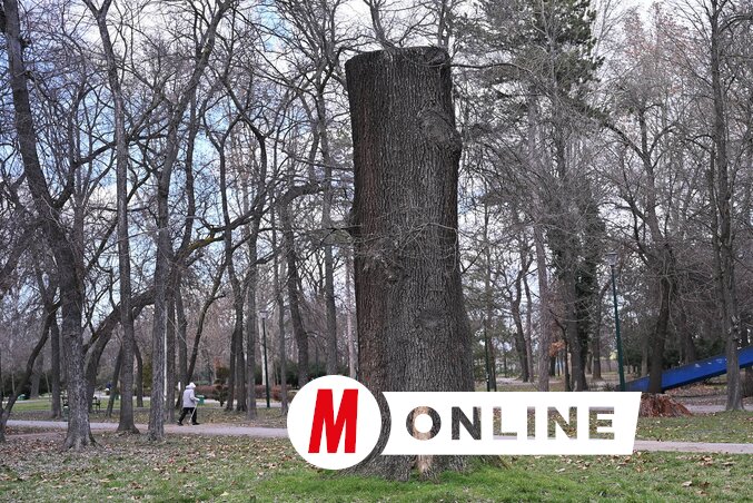Régi idők tanúja (Molnár Edvárd felvétele)