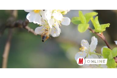 A méhecskék márciusban már gyűjtögetnek (Fotó: Tóth Péter felvétele)