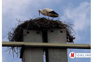 Dávid Csilla felvétele