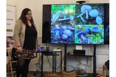 Fotó: Horváth Zsolt/A Bázispont közösségi tér legutóbbi előadásán Szakál Boglárka gombaszakellenőr tartott előadást