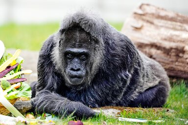 A rendkívüli esemény ünneplésére Fatou-t különleges ínyencségekkel kényeztették, például egy bambuszból készült csokrot és egy zöldségekkel teli kosarat is kapott (Fotó: Beta/AP Photo/Markus