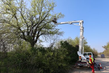 Góli Csilla hangsúlyozta, hogy a közterületeken lévő fák gallyazására félmillió dinárt különítettek el a szabadkai városi költségvetésből (Fotó: Góli Csilla/Facebook)