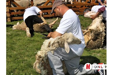 Horváth Zsolt felvétele