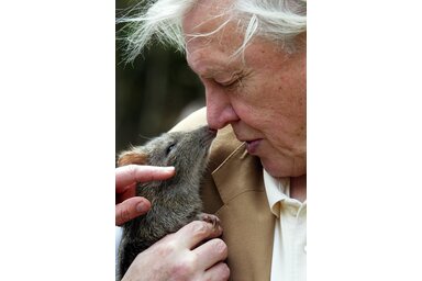 Sir David Attenborough (Fotó: Beta/AP Photo/Dan Peled)