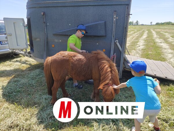 Óvatos közeledés a csoda szép pónihoz